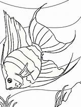 Pages Coloring Angelfish Fish Color Kids sketch template