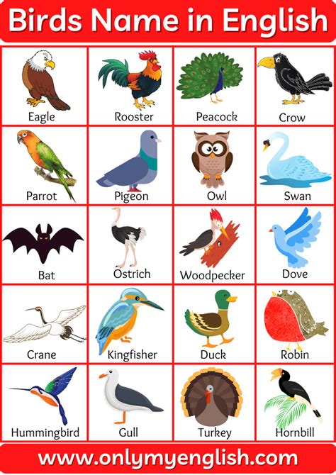 names  birds