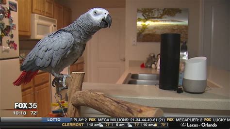 smart parrot controls smart devices