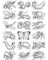 Insect Insects Colorear Insectos Insecten Dover Kleurplaten Kinderen Doverpublications sketch template
