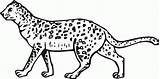 Coloring Pages Cheetahs Popular Library Clipart Coloringhome Line sketch template