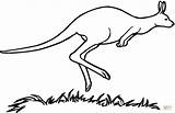 Kangaroo Canguro Imprimir sketch template