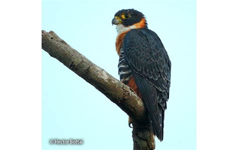 orange breasted falcon