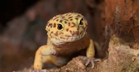 leopard gecko animal facts eublepharis macularius   animals