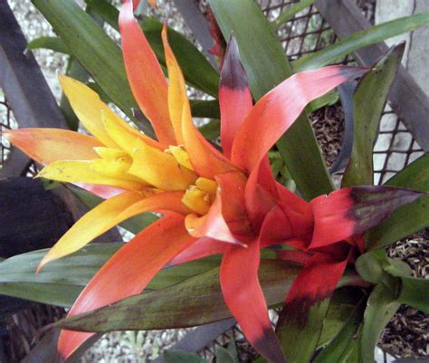 bromelia guzmania estan descritas mas de  especies de guzmania en