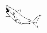 Shark Coloring Mouth Pages sketch template