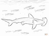 Shark Hammerhead Squalo Colorare Martello Disegni Pilot Fishes Hammerhai Pesce Ausmalbild Kolorowanki Squali Ausdrucken Pesci sketch template