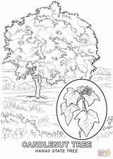 Tree Colouring Pages State Banyan Hawaii Getcolorings Coloring sketch template