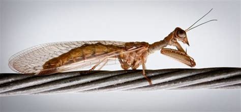 mantis fly australian museum