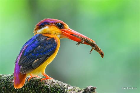 colorful birds   western coast  india