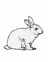 Velveteen Kleurplaat Coelho Bestcoloringpagesforkids Konijn Lapin Colouring Rabbits Bunnies Getdrawings Makkelijk Kanak Percuma Quebrantahuesos Arnab sketch template