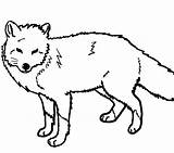 Fox Coloring Wolf Pages Arctic Cute Getcolorings Color Printable Pa Getdrawings sketch template