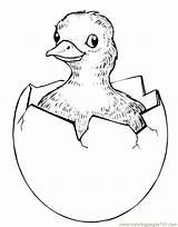 Hatching Easter Chick Chicks Printable Coloring Animals Color sketch template