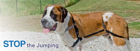 jump harness agility training  dogs smartest dogs dog training