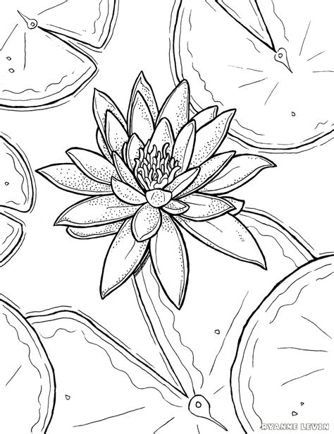 printable water lily coloring page  ryanne levin