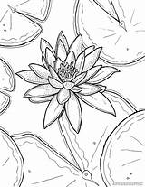 Coloring Lily Pages Water Monet Printable Drawing Flowers Lilies Claude Book Adult Flower Stargazer Sheets Color Waterlily Adults Print Drawings sketch template