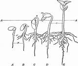 Germination Stages Clipart Bean Seedling Angiosperm sketch template