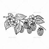 Blackberry Raspberries Vine Himbeeren Vektorillustration Korb Zweigniederlassung Einer Graphicriver sketch template