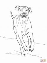 Ridgeback Rhodesian Ausmalbild Supercoloring Malvorlagen Ausdrucken sketch template