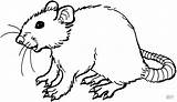 Rat Coloring Pages Clipart Printable Cute Drawing Smiling Rats Mole Colouring Color Supercoloring sketch template