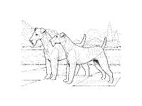 dog breed coloring pages