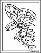 Daisy Coloring Pages Butterfly Cute Sheet Colorwithfuzzy sketch template