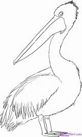 Pelican Australian Brown Drawing Drawings Birds Coloring Line Draw Pages Bird Outline Clipart Dessin Animal Pelikan Animals Colouring Tattoo Australia sketch template