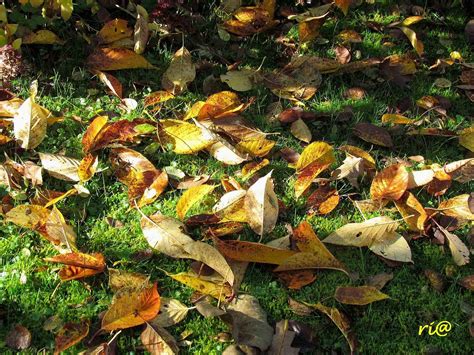 natuur mijn passie nature  poetry wervelwinden en vallende bladeren