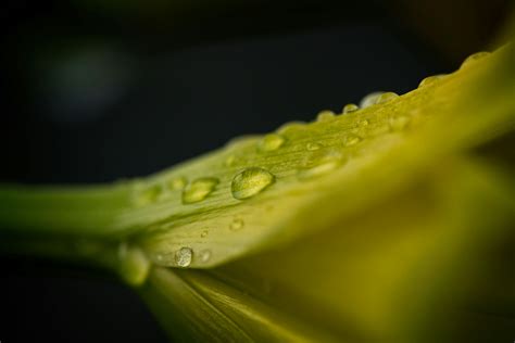 yellow petaled flower  water droplets  stock photo