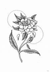 Gardenia sketch template