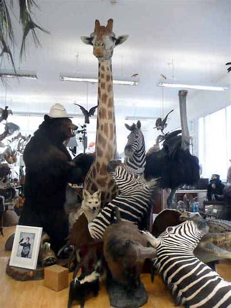 Taxidermy Is Far From A Dying Art Says London Specialist