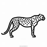 Leopardo Cazador Asta Cheetahs Ponzo sketch template