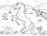 Desert Coloring Pages Mustang Horses Ponies Color Stallion Robin Great sketch template