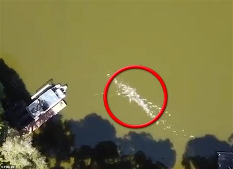 drone footage shows  horrifying moment man  attacked   alligator  florida daily