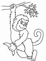 Singe Monkeys Affe Fill Coloringhome Getdrawings Coloring Clipartsco sketch template