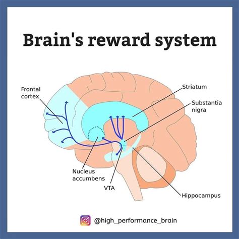 Brains Reward System
