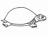 Tortoise Coloring Large sketch template