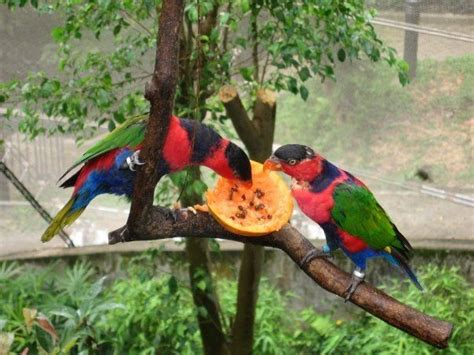 parrots birds hong kong parrot bird parrot kong