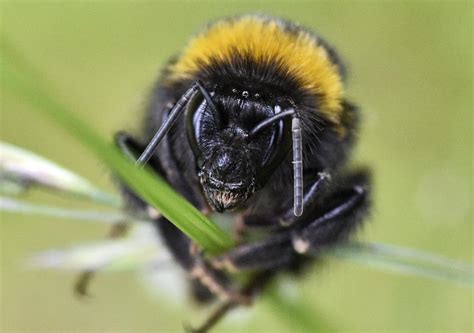 harder    bumblebee