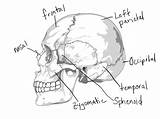 Coloring Pages Anatomy Skull Human System Bone Skeletal Skeleton Bones Imagixs Thingkid Muscular Printable Getdrawings Worksheet Diagram Awesome Getcolorings Drawing sketch template