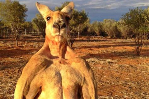 Roger The Kangaroo Death Impressively Muscular Kangaroo Dies Aged 12