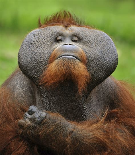 ape memory chimpanzees orangutans   humanlike