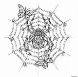 Coloriage Papillon Araignee Adulte Imprimer sketch template