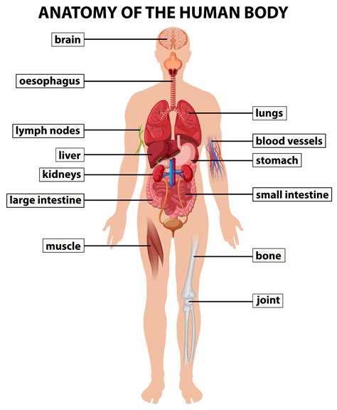 human anatomy diagram
