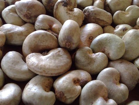 raw cashew nuts raw kaajus  delhi cosmic enterprises id