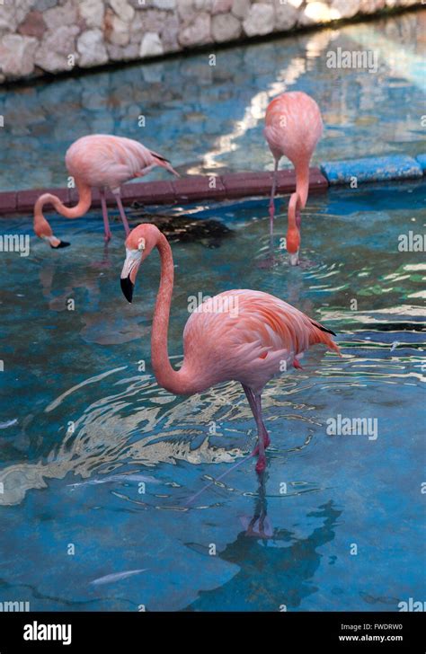 abc islands arubabonaire  curacao flamingos   curacao sea aqurium stock photo alamy