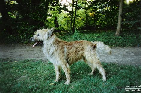 laekenois berger de laeken belgischer schaeferhund foto  hundundde