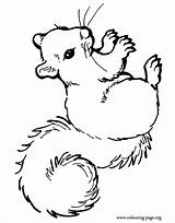 Squirrel Coloring Printable Beautiful Pages Squirrels Colouring Cute Print Animal Choose Board Powered Results Drawings sketch template