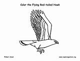 Hawk Coloring Red Tailed Flying Exploringnature sketch template