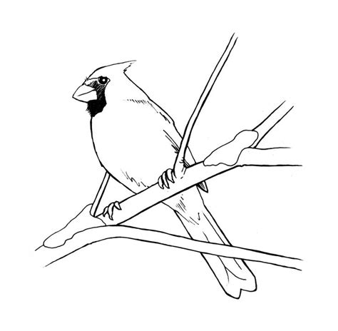 coloring pages red bird inspirationa northern cardinal red bird